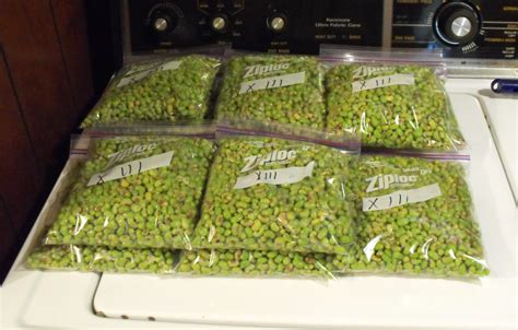 Southern Peas - How to pick and freeze